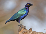 Purple Glossy Starling