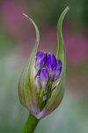 In the world of Flowers