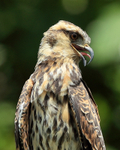 Snail Kite (immature) close-up, Panama