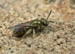 Halictus tumulorum (f)