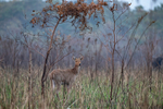Swamp deer