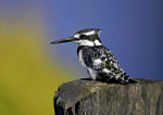 Pied Kingfisher