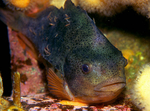 Cyclopterus lumpus