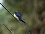 Swallow