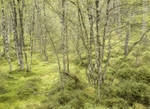 Black Wood of Rannoch