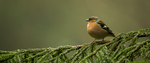 Chaffinch