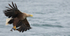 WHITE TAILED EAGLE, ISLE OF MULL, SCOTLAND