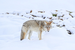 Coyote stands still and stares, Yellowstone National Park