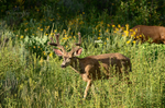 Oxbow Buck in Velvet