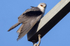 Black Shouldered Kite