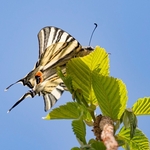 Scarce Swallowtail (Iphiclides podalirius)