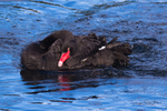 Black Swan Resting. 0A3A0841