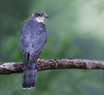 Sparrowhawk