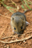 Field Mouse _AN001