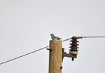 European Roller