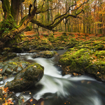 Autumnal Tollymore
