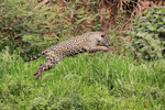 Jaguar Marcela pounces unsuccessfully on prey, Pantanal, Brazil