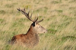 Red Deer