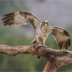 Osprey With Fish