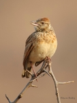 Rufous-naped Lark