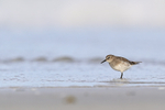 White-rumped Sandpiper wading in the sea, Volunteer Point, Falklands