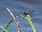 Scarce Chaser
