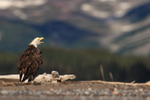 Bald Eagle calling, Lake Clark National Park, Alaska
