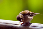 Chaffinch - 9330
