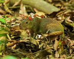 Central American Agouti, Corcovado National Park, Costa Rica