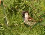 House Sparrow