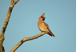 Waxwing