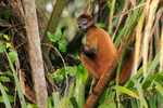 Spider Monkey eating a leaf while sat in a tree at Tortuguero