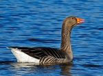 Greylag Goose