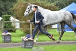 067-WHIXLEY.QUALITAS-Barnie.Brotherton-TrotUp portfolio
