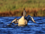 Red-throated Diver shakes head, Floi, Iceland