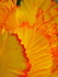 P50100700137