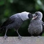 Jackdaw