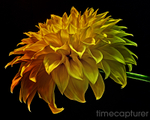 Yellow Moods