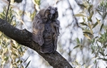Long Eared Owl
