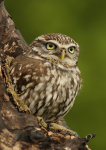 Little Owl