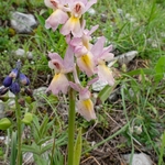 Hybrid Orchis - Orchis x colemanii ( Orchis mascula x O. pauciflora)