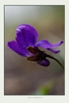 Viola odorata