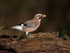 another jay