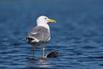 Caspian Gull