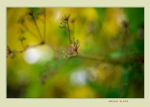 Aralia elata