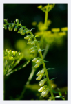 Digitalis mertonensis var. sibirica