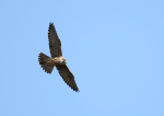 Wild Peregrine