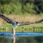 1st Print Osprey With Catch Neil Thomas