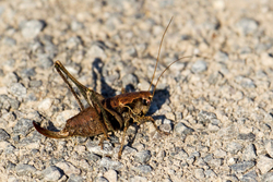 Other Insects portfolio