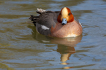 wigeon Anas penelope-5049